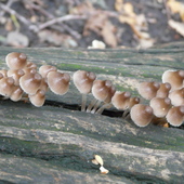 P1120232a fungi